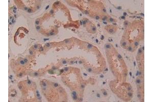 Immunohistochemistry (IHC) image for anti-Defensin beta 2 (BD-2) (AA 24-64) antibody (ABIN7430777)