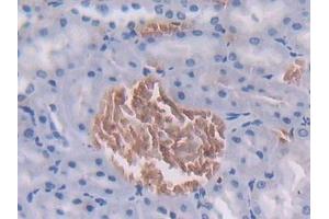 Immunohistochemistry (IHC) image for anti-Fibrinogen-Like 1 (FGL1) (AA 23-314) antibody (ABIN7438670)