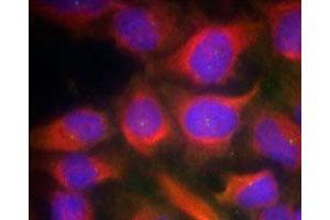 Immunofluorescence staining of methanol-fixed HeLa cells using GRIN1 polyclonal antibody (Cat # PAB12221, Red). (GRIN1/NMDAR1 Antikörper  (Ser897))