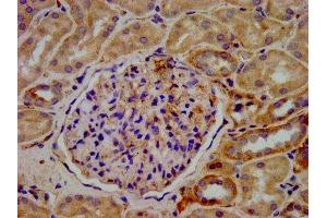 IHC image of ABIN7157616 diluted at 1:400 and staining in paraffin-embedded human kidney tissue performed on a Leica BondTM system. (KIF2B Antikörper  (AA 1607-1731))