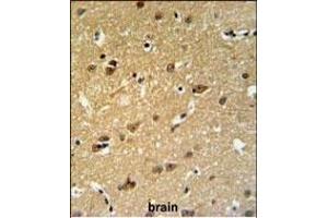 C19orf63 Antibody (N-term) (ABIN651381 and ABIN2840212) IHC analysis in formalin fixed and paraffin embedded human brain tissue followed by peroxidase conjugation of the secondary antibody and DAB staining. (EMC10 Antikörper  (N-Term))