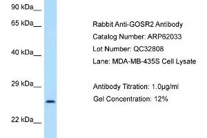 Western Blotting (WB) image for anti-Golgi SNAP Receptor Complex Member 2 (GOSR2) (N-Term) antibody (ABIN2788997)