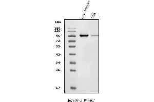 Western blot analysis of MAP4K1/HPK1 using anti-MAP4K1/HPK1 antibody (ABIN7603180).