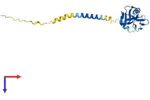 KLRG1 Protein (AA 1-188) (His tag)