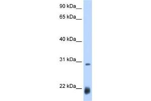 Drosophila; WB Suggested Anti-ac Antibody Titration: 0.