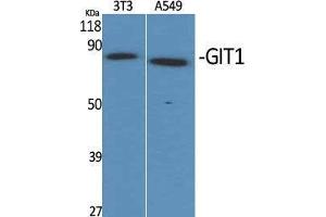 Western Blot (WB) analysis of specific cells using GIT1 Polyclonal Antibody.