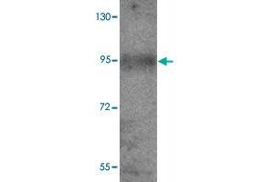 Western blot analysis of EFCAB4B in mouse kidney tissue lysate with EFCAB4B polyclonal antibody  at 1 ug/mL.