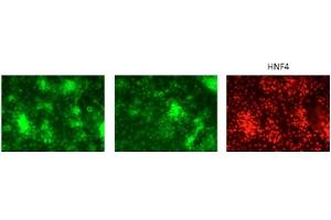 The cells are human embryonic stem cell line H1 differentiated to HNF4 positive hepatic progenitor cells. (GATA6 Antikörper  (Middle Region))