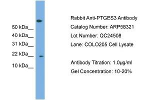 WB Suggested Anti-PTGES3  Antibody Titration: 0. (PTGES3 Antikörper  (Middle Region))