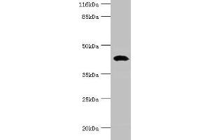 Western blot All lanes: STAC3 antibody at 12 μg/mL + Rat lung tissue Secondary Goat polyclonal to rabbit IgG at 1/10000 dilution Predicted band size: 42, 38, 21 kDa Observed band size: 42 kDa (STAC3 Antikörper  (AA 1-253))