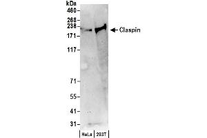 anti-Claspin (CLSPN) (AA 450-500) antibody