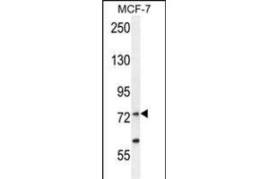 RARS Antibody (C-term) (ABIN655043 and ABIN2844674) western blot analysis in MCF-7 cell line lysates (35 μg/lane).