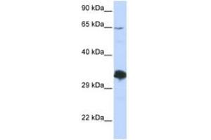 Image no. 1 for anti-Zinc Finger Protein 630 (ZNF630) (C-Term) antibody (ABIN6742948) (ZNF630 Antikörper  (C-Term))