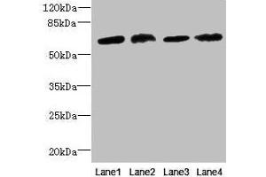 Western blot All lanes: CEP63 antibody at 12 μg/mL Lane 1: K562 whole cell lysate Lane 2: Hela whole cell lysate Lane 3: NIH/3T3 whole cell lysate Lane 4: Raji whole cell lysate Secondary Goat polyclonal to rabbit IgG at 1/10000 dilution Predicted band size: 82, 64, 58, 56 kDa Observed band size: 64 kDa (CEP63 Antikörper  (AA 1-495))