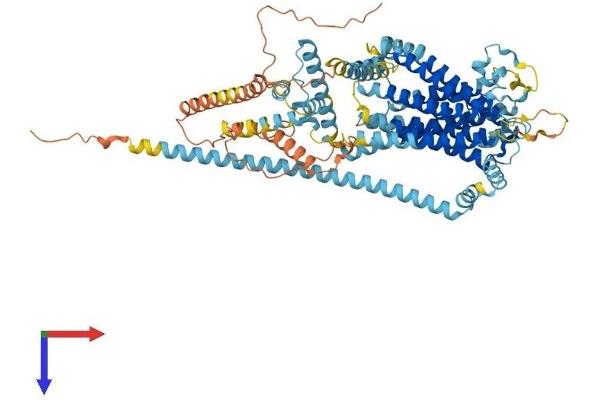TMC6 Protein (AA 1-805) (His tag)