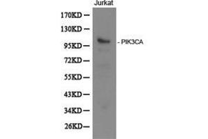 Western Blotting (WB) image for anti-Phosphoinositide-3-Kinase, Catalytic, alpha Polypeptide (PIK3CA) antibody (ABIN1874129)