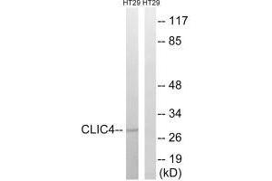 Western blot analysis of extracts from HT-29 cells, using CLIC4 antibody. (CLIC4 Antikörper  (N-Term))