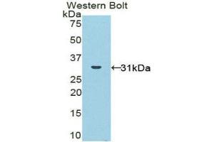 Western Blotting (WB) image for anti-NADPH Oxidase 1 (NOX1) (AA 235-488) antibody (ABIN1860037) (NOX1 Antikörper  (AA 235-488))