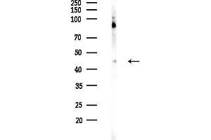 Western blot analysis of lysates from Rat brain, using GAL Antibody at 1/1000 dilution.