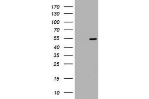 Image no. 1 for anti-Vimentin (VIM) (AA 210-466) antibody (ABIN1491205) (Vimentin Antikörper  (AA 210-466))