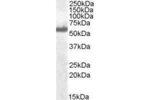 ABIN184812 (0. (IRF5 Antikörper  (C-Term))