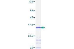 Image no. 1 for Transcription Factor AP-2 alpha (Activating Enhancer Binding Protein 2 Alpha) (TFAP2A) (AA 99-205) protein (GST tag) (ABIN1322523) (TFAP2A Protein (AA 99-205) (GST tag))