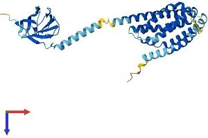 PTPLAD1 Protein (AA 1-362) (His tag)