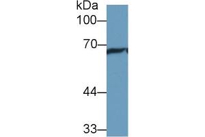 Western blot analysis of Rat Cerebrum lysate, using Rat HSPA1L Antibody (1 µg/ml) and HRP-conjugated Goat Anti-Rabbit antibody (