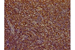 IHC image of ABIN7142037 diluted at 1:100 and staining in paraffin-embedded human tonsil tissue performed on a Leica BondTM system. (Phospholipase C gamma 2 Antikörper  (AA 299-528))