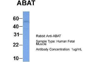 Hum. (ABAT Antikörper  (Middle Region))