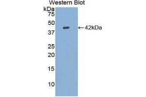 Western Blotting (WB) image for anti-Insulin-Like Growth Factor 1 (IGF1) (AA 53-132) antibody (ABIN3209582) (IGF1 Antikörper  (AA 53-132))