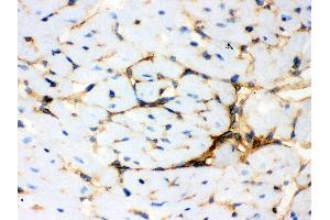 Anti- Annexin A3 Picoband antibody, IHC(F) IHC(F): Mouse Cardiac Muscle Tissue