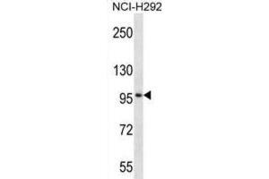 Western Blotting (WB) image for anti-Midline 2 (MID2) antibody (ABIN2997446) (Midline 2 Antikörper)