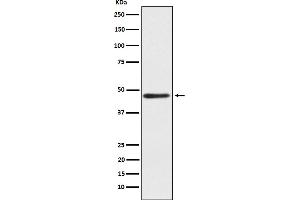 Western blot analysis of ENTPD5 expression in fetal liver lysate.