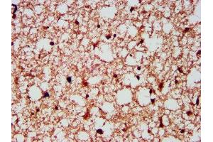 IHC image of ABIN7153815 diluted at 1:300 and staining in paraffin-embedded human brain tissue performed on a Leica BondTM system. (Gephyrin Antikörper  (AA 360-460))