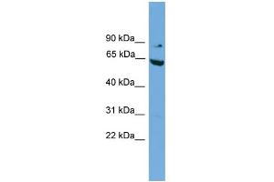 WB Suggested Anti-RALBP1 Antibody Titration: 0. (RALBP1 Antikörper  (N-Term))