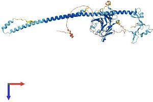 TRIM16 Protein (AA 1-556) (His tag)