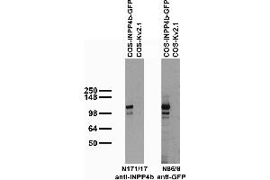 Transfected cell immunoblot: extracts of COS cells transiently transfected with GFP-tagged INPP4b or untagged Kv2.