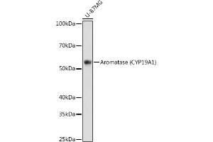 Western blot analysis of extracts of U-87MG cells, using Aromatase (CYP19) antibody (2238) at 1:1000 dilution. (Aromatase Antikörper)