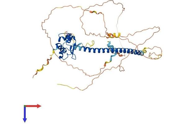 HSF4 Protein (AA 1-492) (His tag)