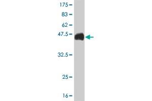 Western Blot detection against Immunogen (36. (CDX4 Antikörper  (AA 71-170))
