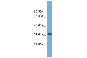 OR2AT4 antibody used at 1 ug/ml to detect target protein.