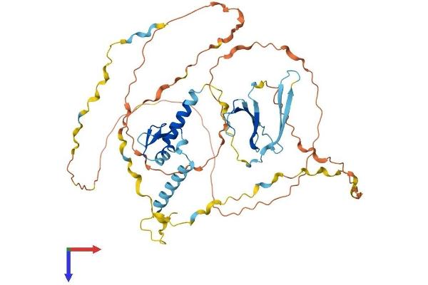 SF3A2 Protein (AA 1-475) (His tag)