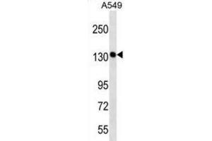 Western Blotting (WB) image for anti-PDS5, Regulator of Cohesion Maintenance, Homolog A (PDS5A) antibody (ABIN2998750) (PDS5A Antikörper)