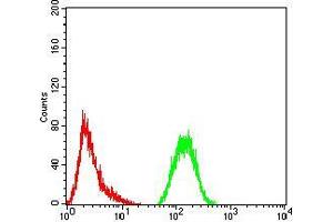 Flow cytometric analysis of Hela cells using GFPT1 mouse mAb (green) and negative control (red). (GFPT1 Antikörper  (AA 536-681))