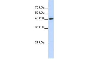 WB Suggested Anti-C14orf130 Antibody Titration:  0. (UBR7 Antikörper  (N-Term))