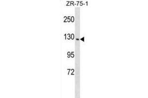 Western Blotting (WB) image for anti-Phosphatidylinositol Transfer Protein, Membrane-Associated 1 (PITPNM1) antibody (ABIN2999313) (PITPNM1 Antikörper)