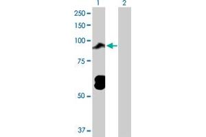 Western Blot analysis of TOP3B expression in transfected 293T cell line by TOP3B MaxPab polyclonal antibody. (TOP3B Antikörper  (AA 1-862))