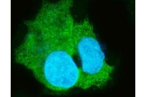 IF analysis of CES1 using anti-CES1 antibody (ABIN5693010). (CES1 Antikörper  (AA 99-206))