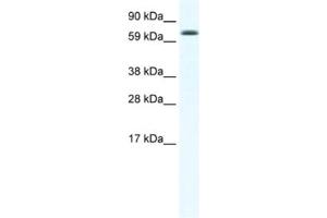 Western Blotting (WB) image for anti-Early B-Cell Factor 4 (EBF4) antibody (ABIN2461541)